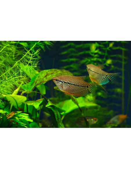 copia de TRICHOGASTER LEERI