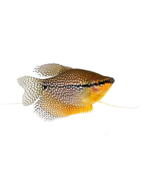 copia de TRICHOGASTER LEERI
