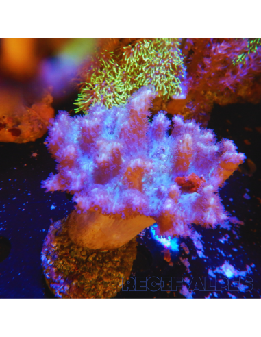 copia de LOBOPHYTUM SPP GREEN