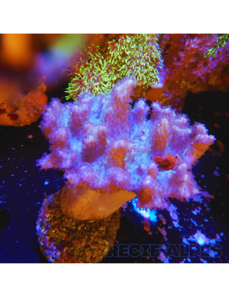 copia de LOBOPHYTUM SPP GREEN