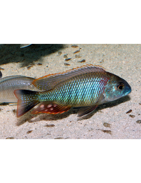 Lethrinops sp.rainbow Mbasi 10-13cm ( le couple )