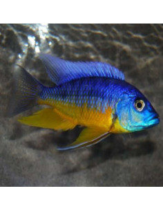 Protomelas spilonotus Tanzania 7-9cm ( le couple )