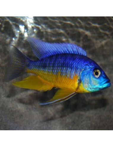 copy of copy of PROTOMELAS TAENIOLATUS RED EMPRESS