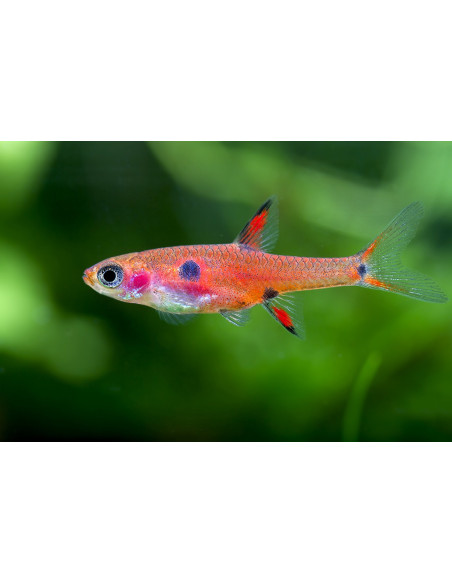 copia de RASBORA UROPHTHALMOIDES