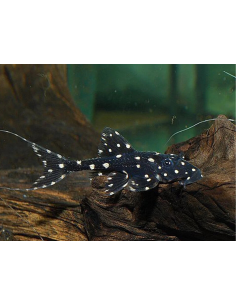 Acanthicus adonis