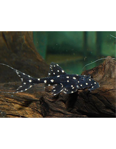 Acanthicus adonis