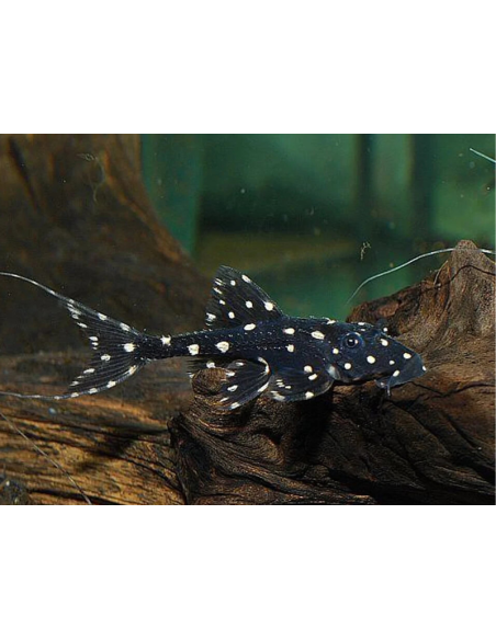 Acanthicus adonis