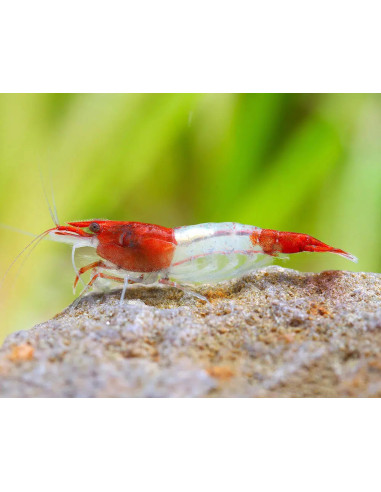 Neocaridina davidi Sakura Rili