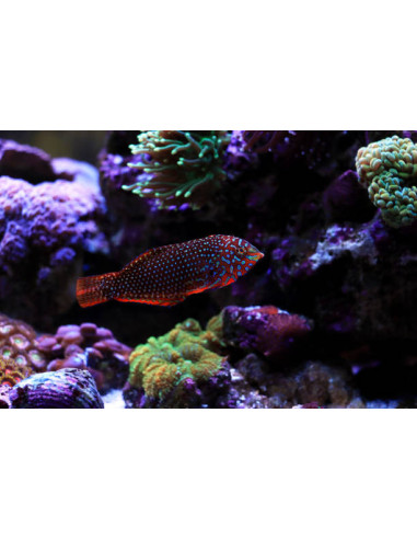 copia de MACROPHARYNGODON ORNATUS Femelle