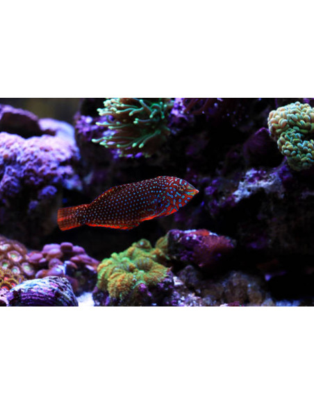 copia de MACROPHARYNGODON ORNATUS Femelle