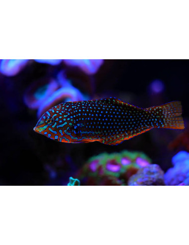 copia de MACROPHARYNGODON ORNATUS Femelle