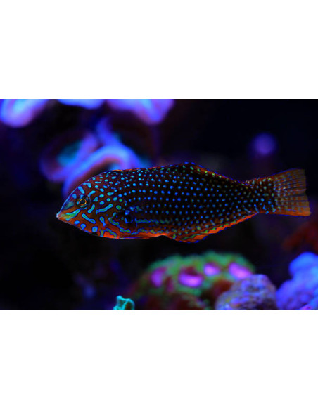 copia de MACROPHARYNGODON ORNATUS Femelle
