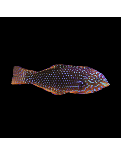 copia de MACROPHARYNGODON ORNATUS Femelle