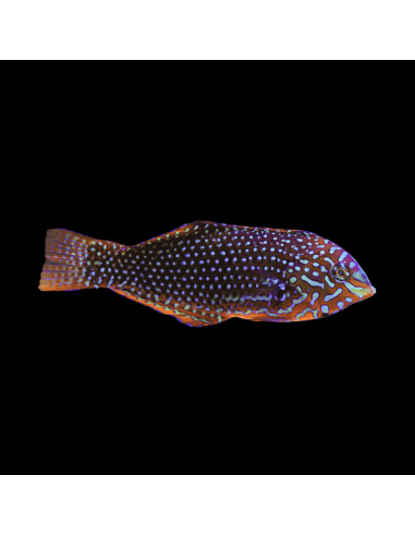 copia de MACROPHARYNGODON ORNATUS Femelle
