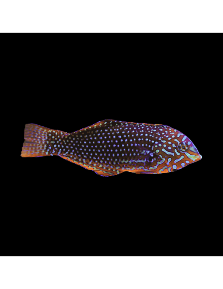 copia de MACROPHARYNGODON ORNATUS Femelle