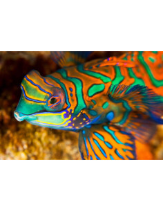 SYNCHIROPUS SPLENDIDUS VAR ROUGE ( TAILLE S)