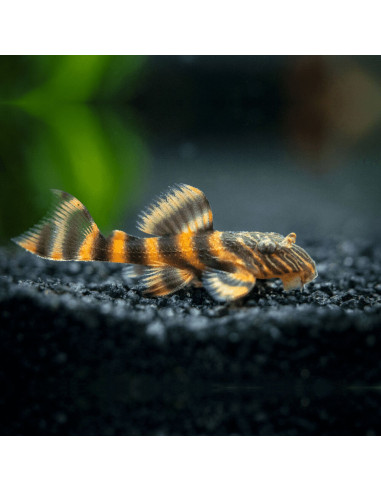 Panaqolus sp. L397  (Pleco nain rayé)