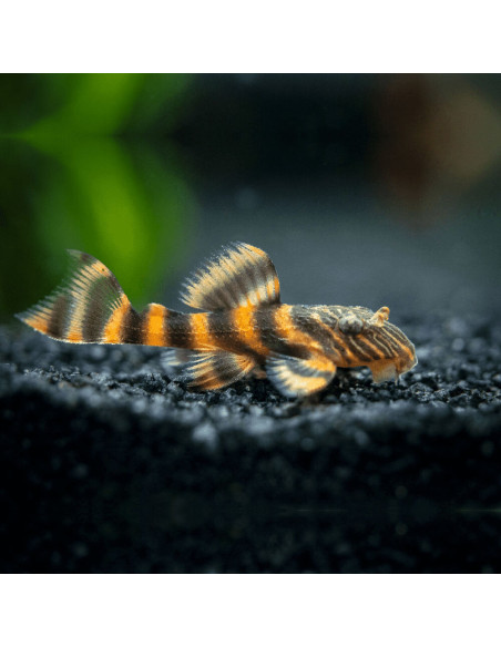 Panaqolus sp. L397  (Pleco nain rayé)