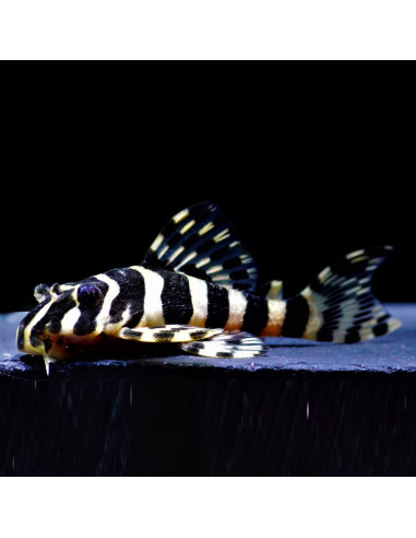 copia de Panaqolus sp. L397  (Pleco nain rayé)