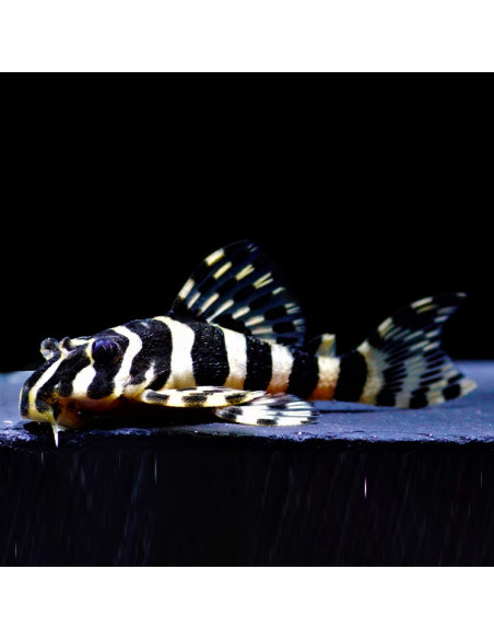 Peckoltia compta L134  (Pleco léopard)