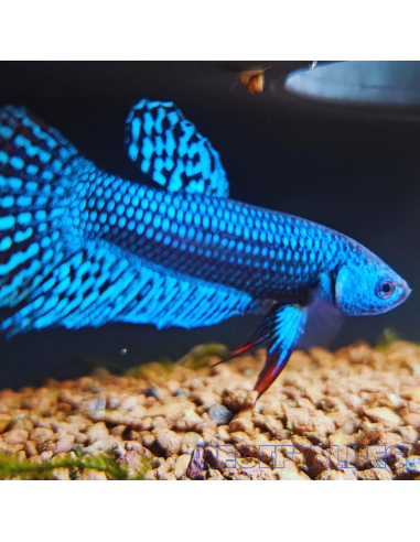 betta sp Alien (mâle)