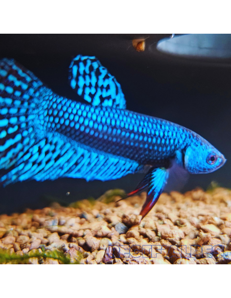 betta sp Alien (mâle)