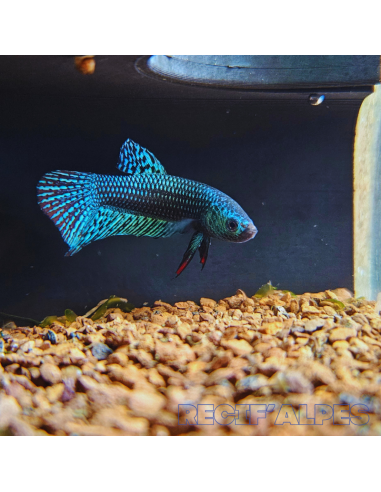 betta sp Alien (mâle)