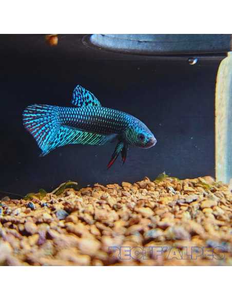 betta sp Alien (mâle)