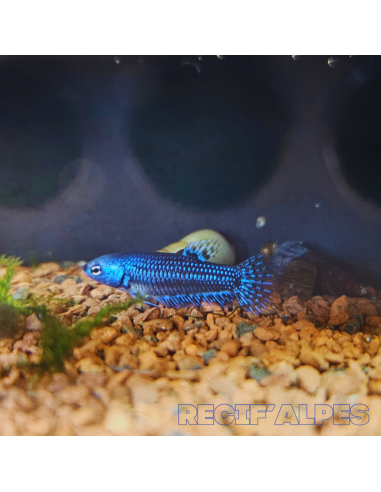 betta sp Alien (femelle)
