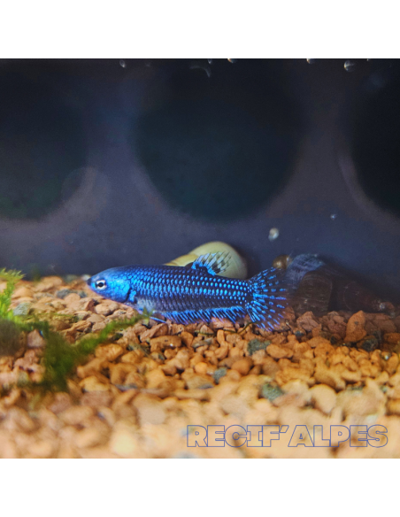 betta sp Alien (femelle)