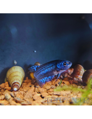 betta sp Alien (femelle)