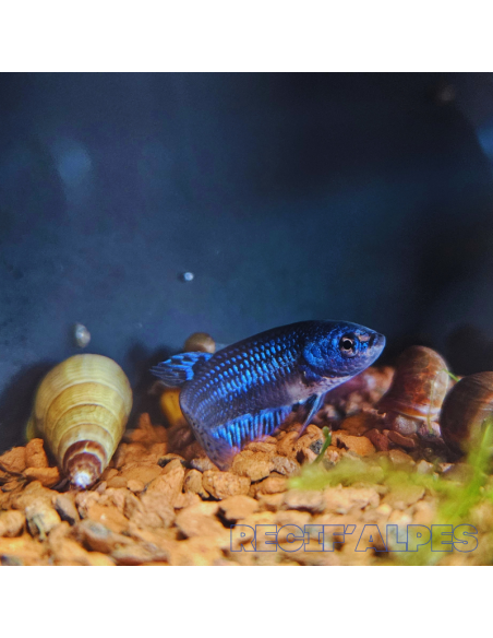 betta sp Alien (femelle)