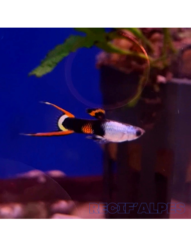 copia de POECILIA ENDLERI mâle