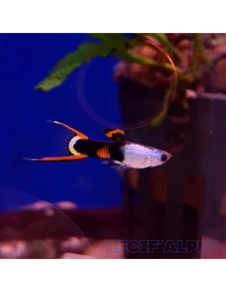 copia de POECILIA ENDLERI mâle