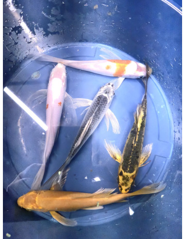 copia de CYPRINUS CARPIO - CARPE KOÏ TOSAI LONG FIN PLATINUM 12-15 CM