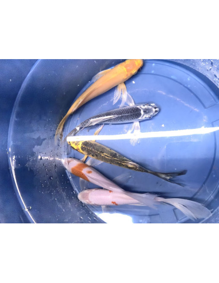 copia de CYPRINUS CARPIO - CARPE KOÏ TOSAI LONG FIN PLATINUM 12-15 CM
