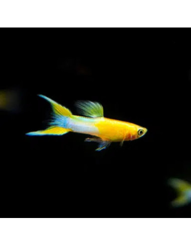 POECILIA ENDLERI mâle fire blue japan