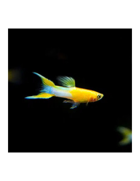 POECILIA ENDLERI mâle fire blue japan