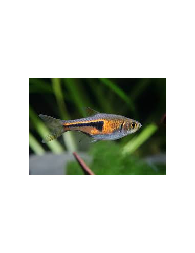 RASBORA ESPEI