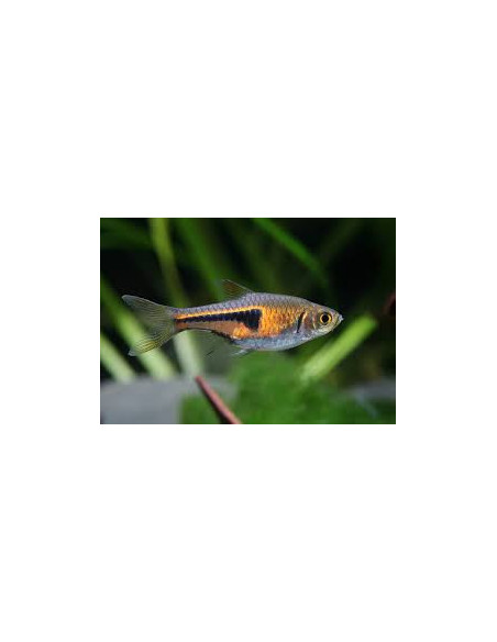 RASBORA ESPEI