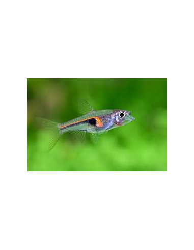 RASBORA HENGELI