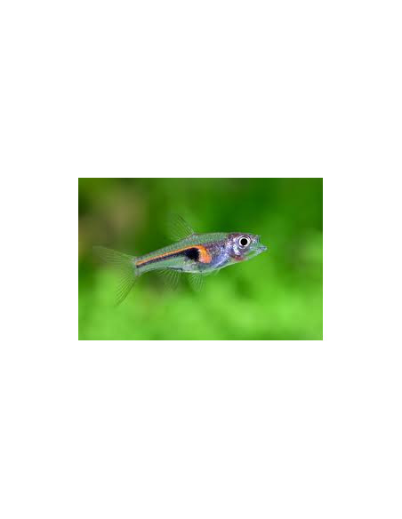 RASBORA HENGELI