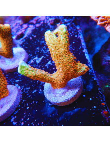 Montipora Fire Forest