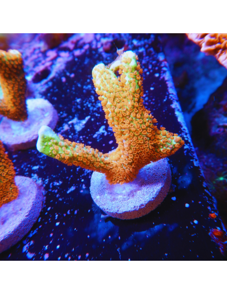 Montipora Fire Forest