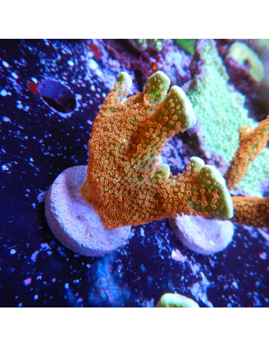 Montipora Fire Forest