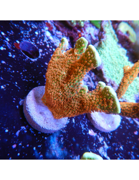 Montipora Fire Forest