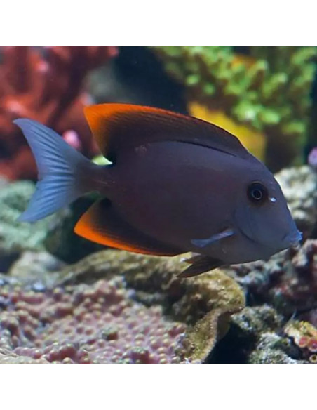 Ctenochaetus Tominiensis (DV)