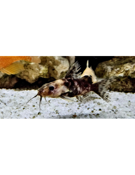 Synodontis Nigrita Gold/ Marble