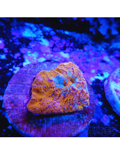 Echinophyllia Ktar Orenji
