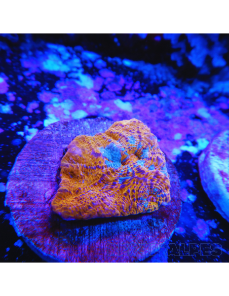 Echinophyllia Ktar Orenji